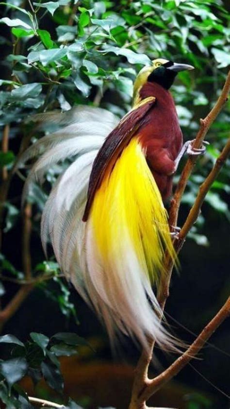 天堂鳥 鳥類|世界上最美的鳥類「天堂鳥」